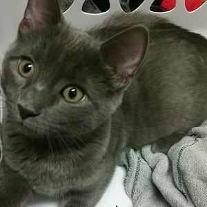 Meet your Posher, Linsey