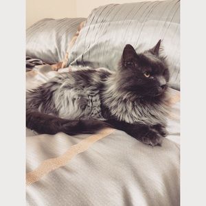 Meet your Posher, Allison