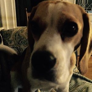 Meet your Posher, Susan