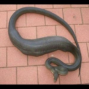 Meet your Posher, Greg