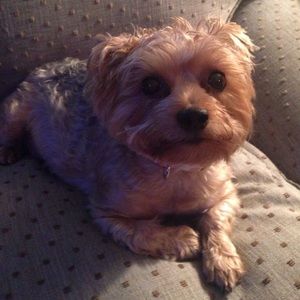 Meet your Posher, Lacey