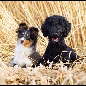 Meet your Posher, Jenny