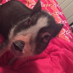 Meet your Posher, Sammy