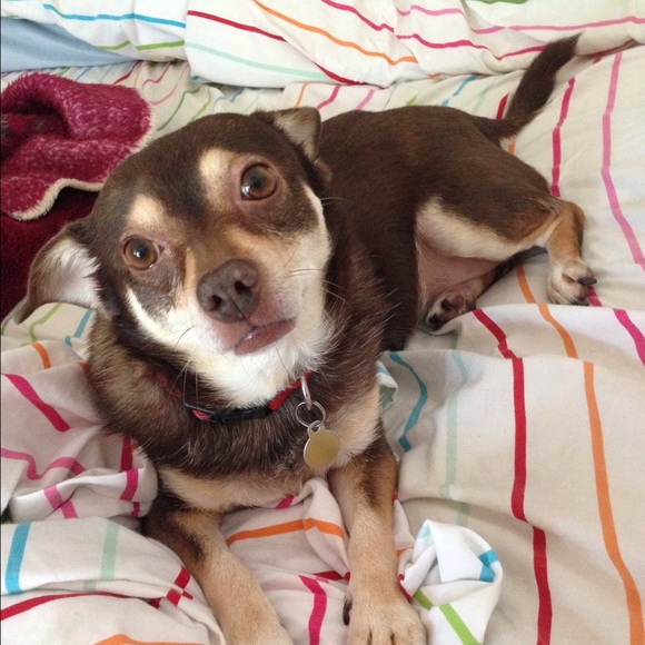 Meet your Posher, Jasmine - Picture 3 of 3