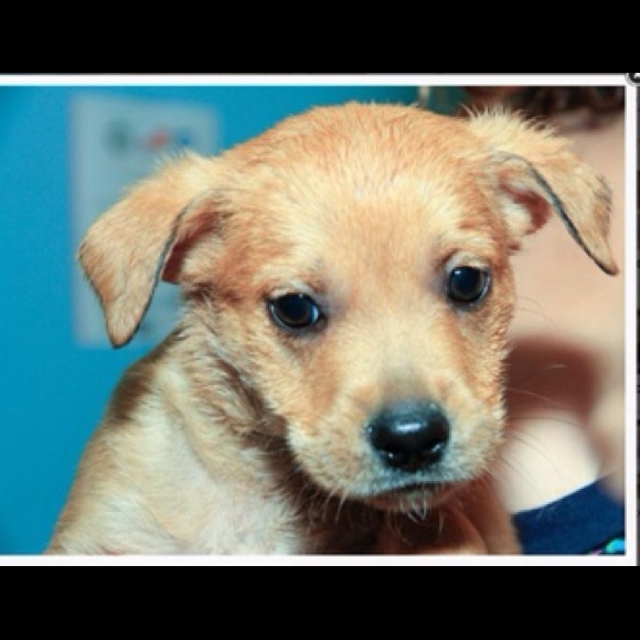 Meet your Posher, Blake - Picture 1 of 1