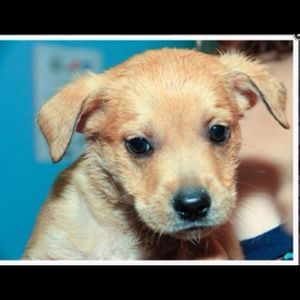 Meet your Posher, Blake