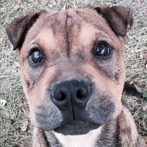 Meet your Posher, Tess