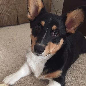 Meet your Posher, Amber