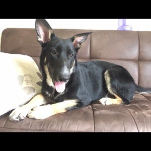 Meet your Posher, Felix