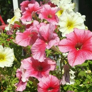 Meet your Posher, Micah