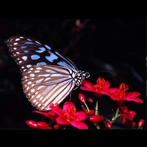 Meet your Posher, Cynthia