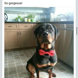 Meet your Posher, Monica