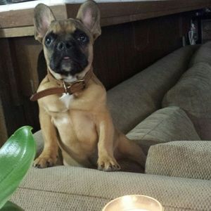 Meet your Posher, Mia