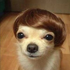 Meet your Posher, Philip