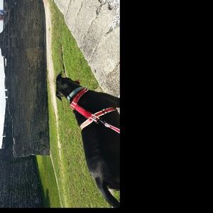 Meet your Posher, Dianne