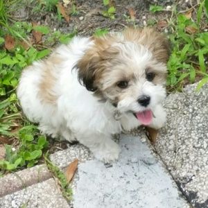 Meet your Posher, Toia