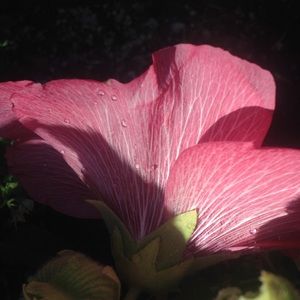 Meet your Posher, Marcie