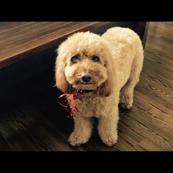 Meet your Posher, Susana - Picture 5 of 6