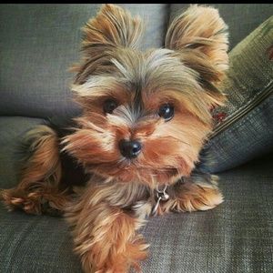 Meet your Posher, Deanna