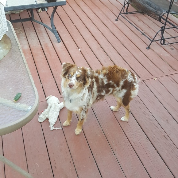 Meet your Posher, Alisa - Picture 6 of 8