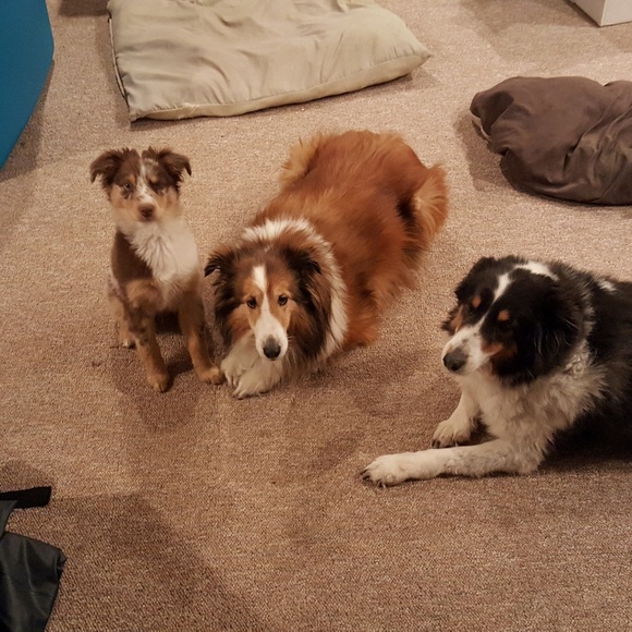 Meet your Posher, Alisa - Picture 8 of 8