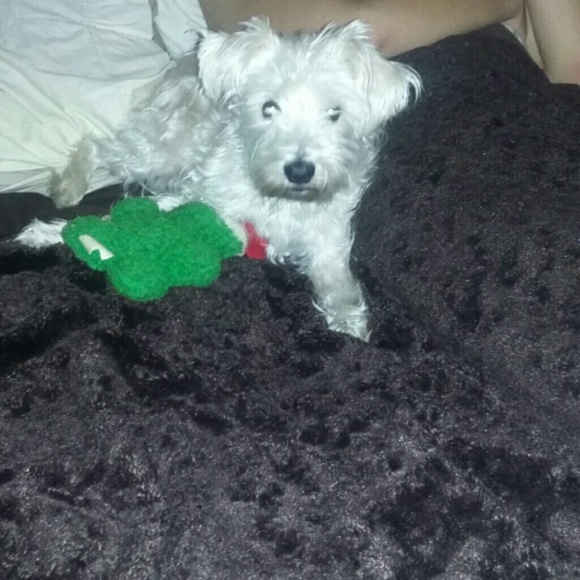 Meet your Posher, Robin - Picture 1 of 1