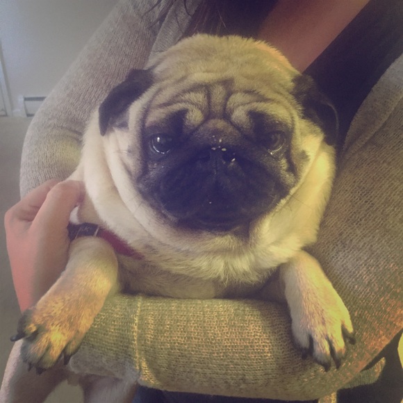 Cat litter eating pug for Sale!