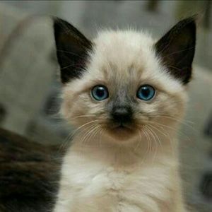 Meet your Posher, Debra