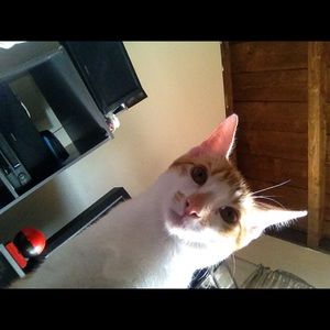 Meet your Posher, Jeannette