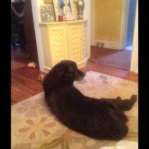 Meet your Posher, Susan