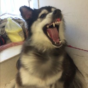 Meet your Posher, Fay