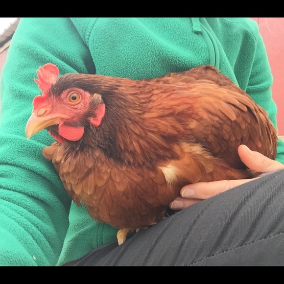 Meet your Posher, Brooke - Picture 1 of 1