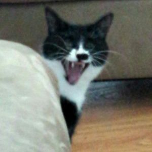 Meet your Posher, Mae