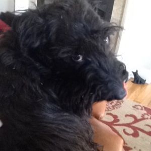 Meet your Posher, Charlie