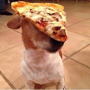 Meet your Posher, Max