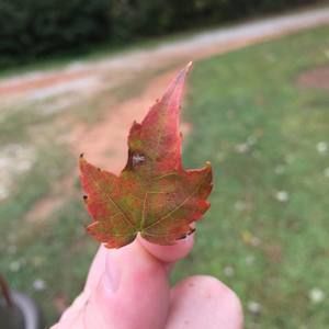 Meet your Posher, Marissa