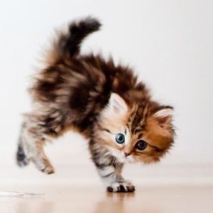 Meet your Posher, Rebeccah