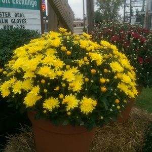 Meet your Posher, April