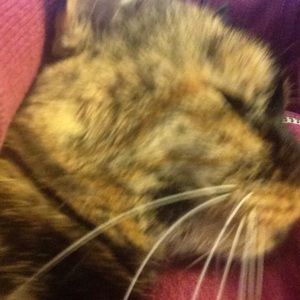 Meet your Posher, Tracy