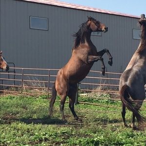 Meet your Posher, Salone