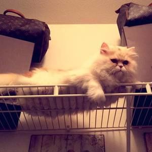 Meet your Posher, Rose