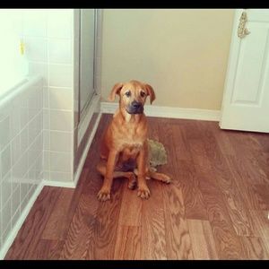 Meet your Posher, Shayna