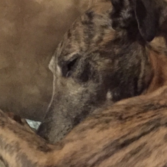 Meet your Posher, Priscilla