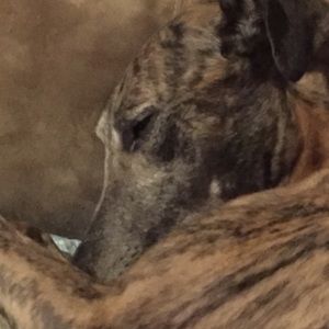 Meet your Posher, Priscilla