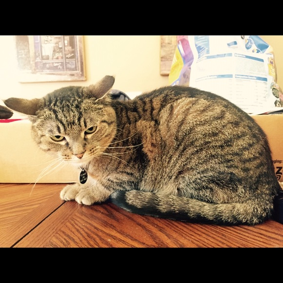 Meet your Posher, Laura - Picture 1 of 1