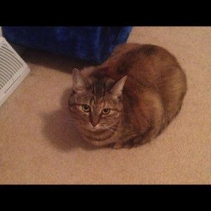 Meet your Posher, Brittany