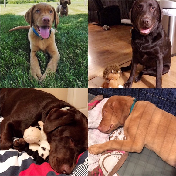 Meet your Posher, Danielle - Picture 2 of 2