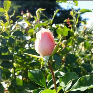 Meet your Posher, Gemma