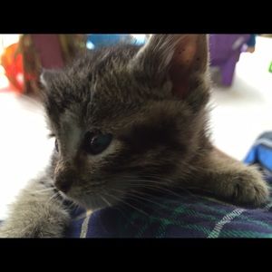 Meet your Posher, Sariya