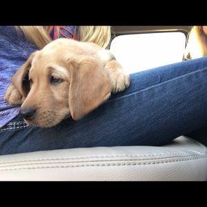 Meet your Posher, Heidi